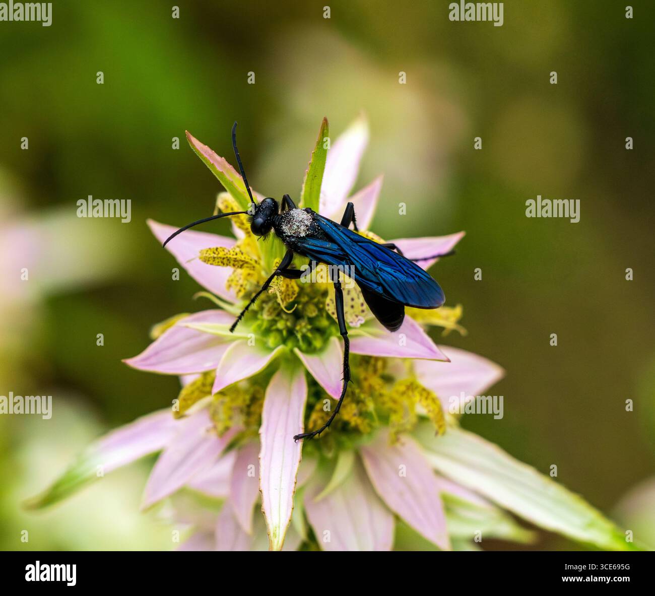Una grande vespa nera si trova in cima a un fiore di balsamo d'api maculato durante l'impollinazione. Vista ravvicinata. Foto Stock