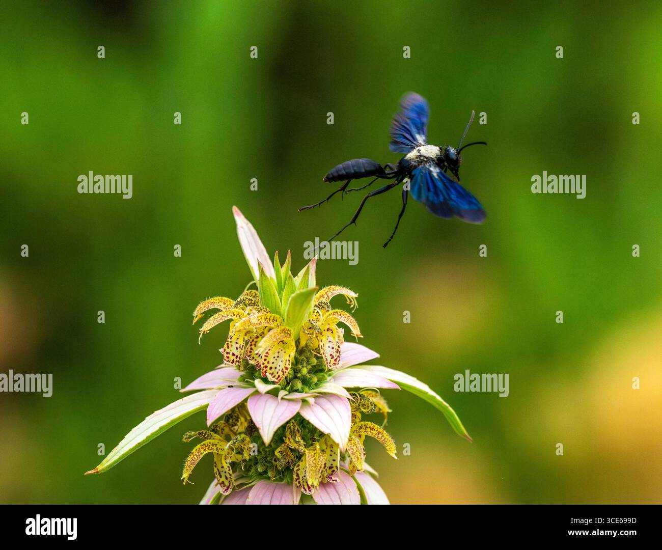 Una grande vespa nera con polline sulla schiena e ali blu fluttuanti, che volano da una pianta di beebalmo maculata dopo l'impollinazione. Foto Stock