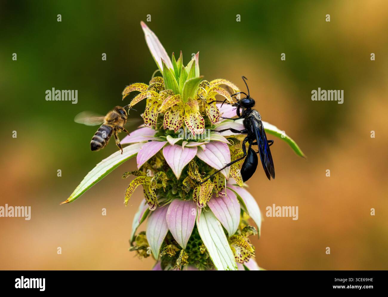 Un'ape aleggia intorno a una pianta maculata di beebalmo mentre una grande vespa nera impollina. Vista ravvicinata. Foto Stock