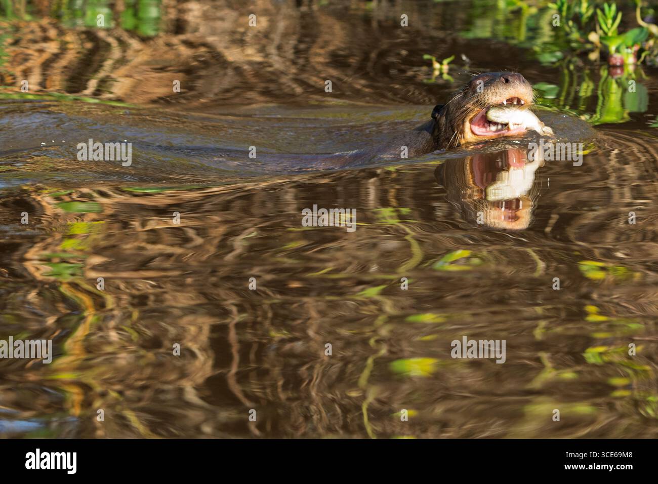 Otter gigante (Pteronura brasiliensis) del Pantanal brasiliano Foto Stock
