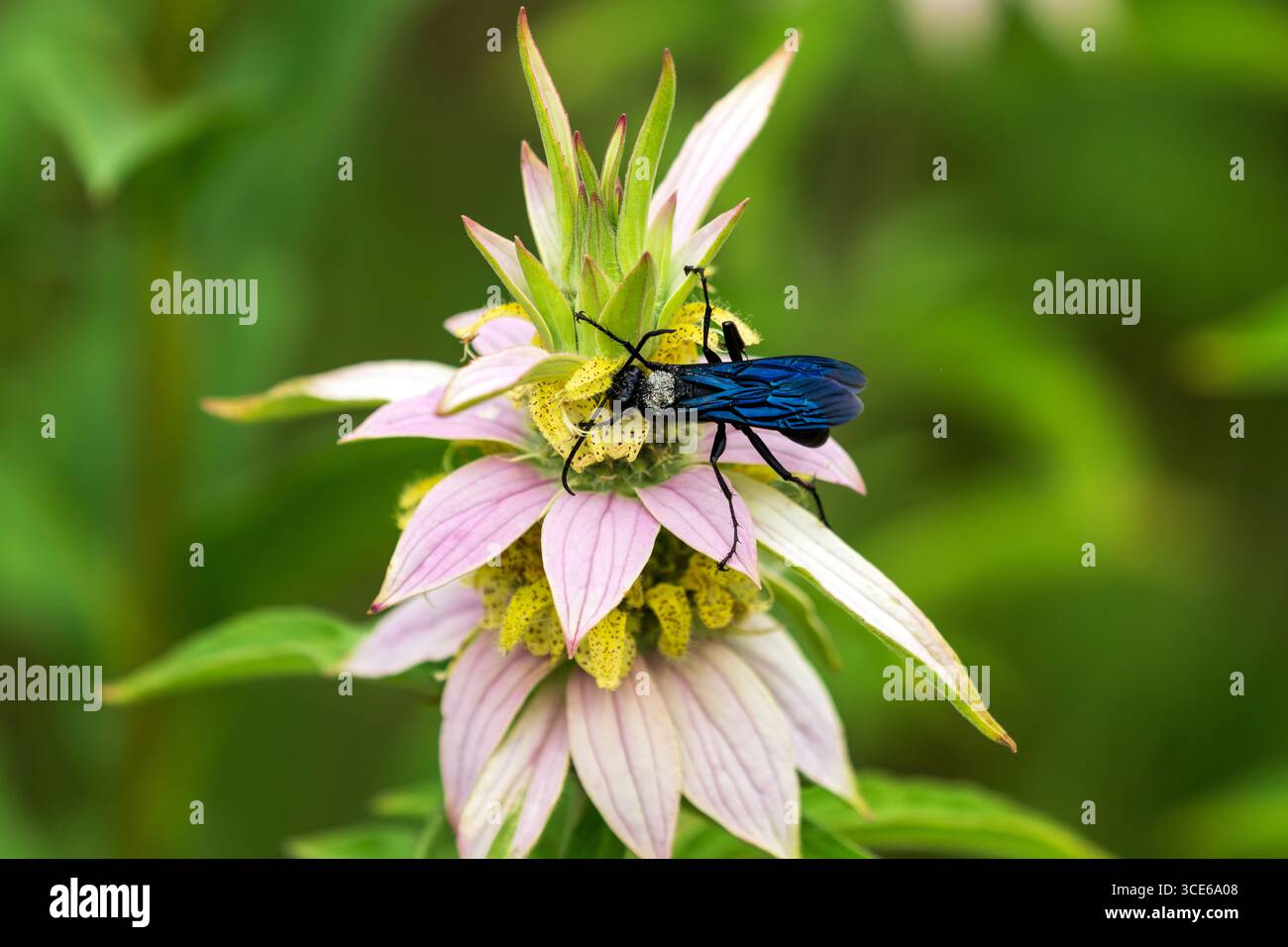 Una grande vespa nera (Sphex pensylvanicus) che raggiunge sotto un fiore di bebalmo maculato fiorisce durante l'impollinazione. Foto Stock