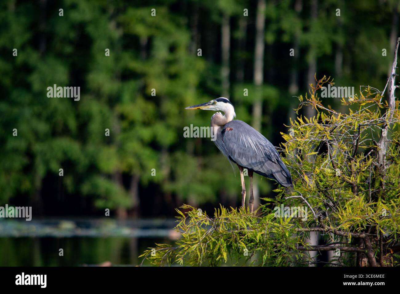 Grande Heron Blu arroccato su un albero di cipresso Foto Stock
