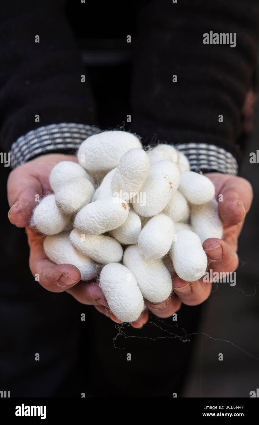 Prima di un bozzolo di baco da seta naturale con fibre di seta fini, materiale tradizionale per la sericoltura e texture organica dettagliata Foto Stock