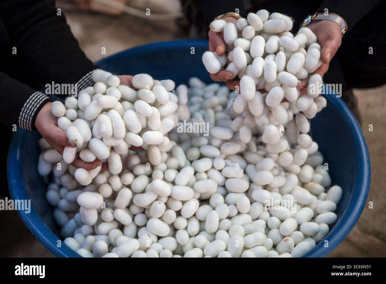 Prima di un bozzolo di baco da seta naturale con fibre di seta fini, materiale tradizionale per la sericoltura e texture organica dettagliata Foto Stock