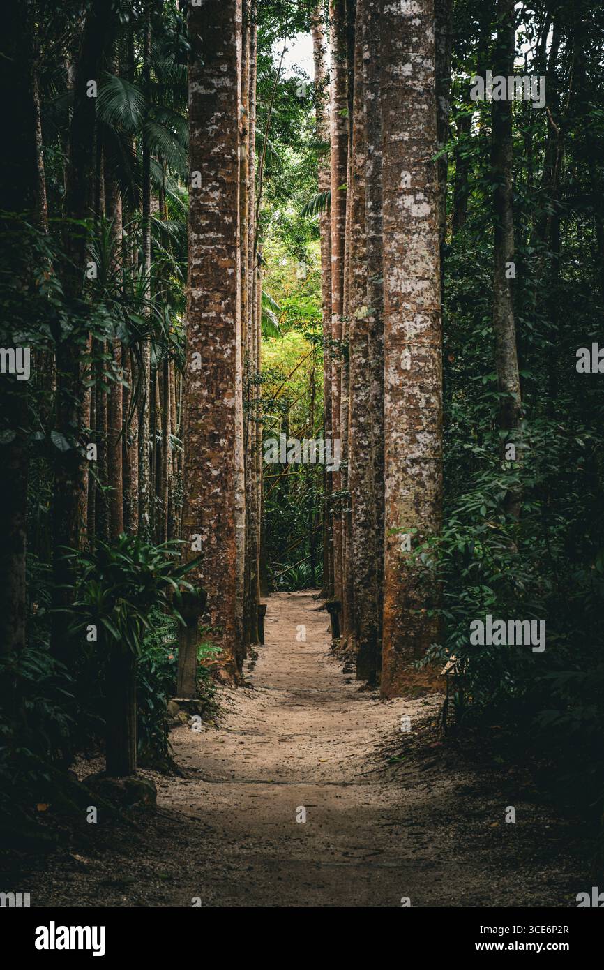 Sentiero rettilineo della foresta pluviale fiancheggiato da alti alberi nel Paronella Park. Foto Stock