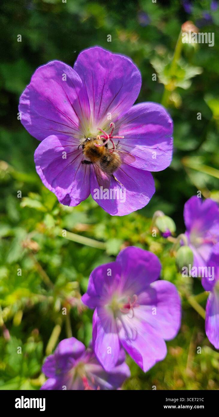 Un'ape appollaiata su un vivace fiore viola, che raccoglie nettare, con un morbido sfondo verde di fogliame e fiori, catturando l'essenza dell'impollinazione. - Immagine stock catturata con smartphone