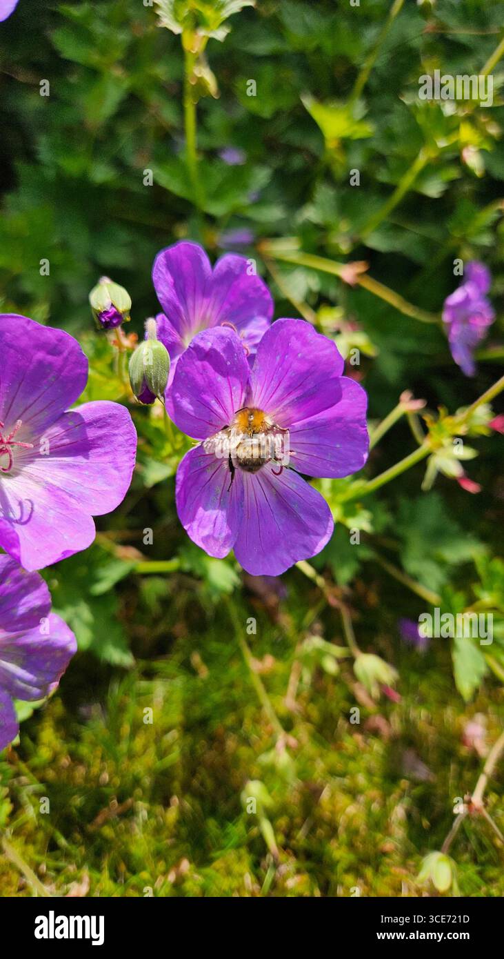Un'ape raccoglie il nettare da un vibrante fiore viola in un lussureggiante giardino estivo, evidenziando il delicato equilibrio tra impollinazione e bellezza naturale. Foto Stock