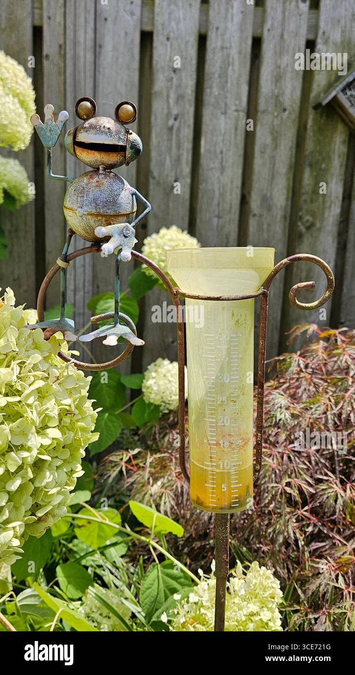 Stravagante scultura di rana metallica che ondeggia accanto a un pluviometro, annidata tra ortensie fiorenti in un lussureggiante giardino estivo. - Immagine stock catturata con smartphone