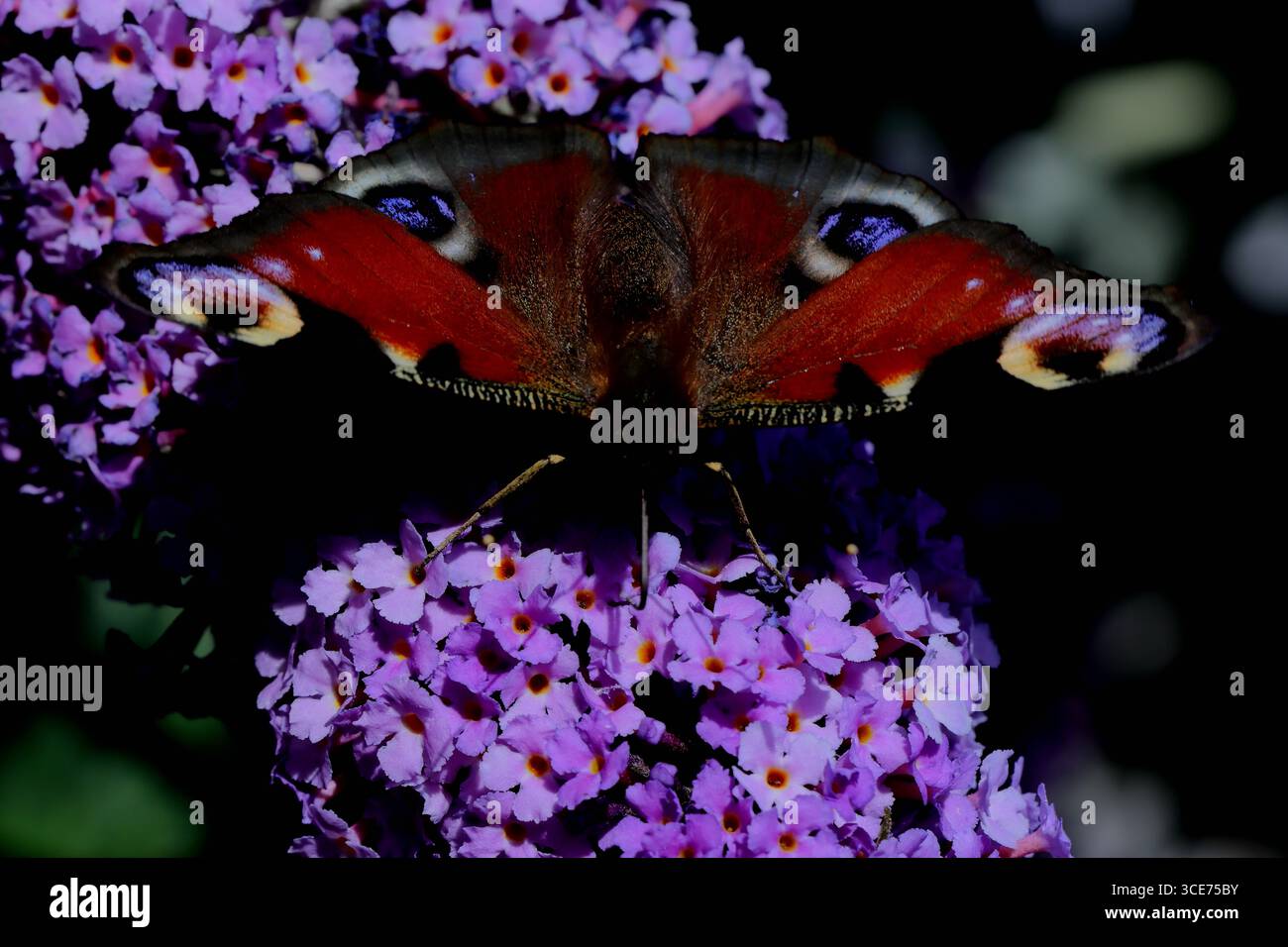 Farfalla europea di pavone arroccata su fiori viola di un cespuglio di farfalla in un giardino, punti di vista visibili, ali aperte e nutriti con uno sfondo verde scuro. Foto Stock