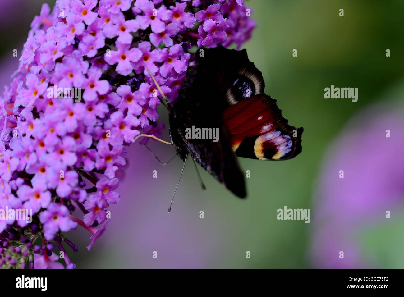 Farfalla ammiraglio rosso su fiori viola di farfalla in un giardino, vista laterale con fascia arancione e macchie bianche visibili mentre si nutrono tra le foglie. Foto Stock