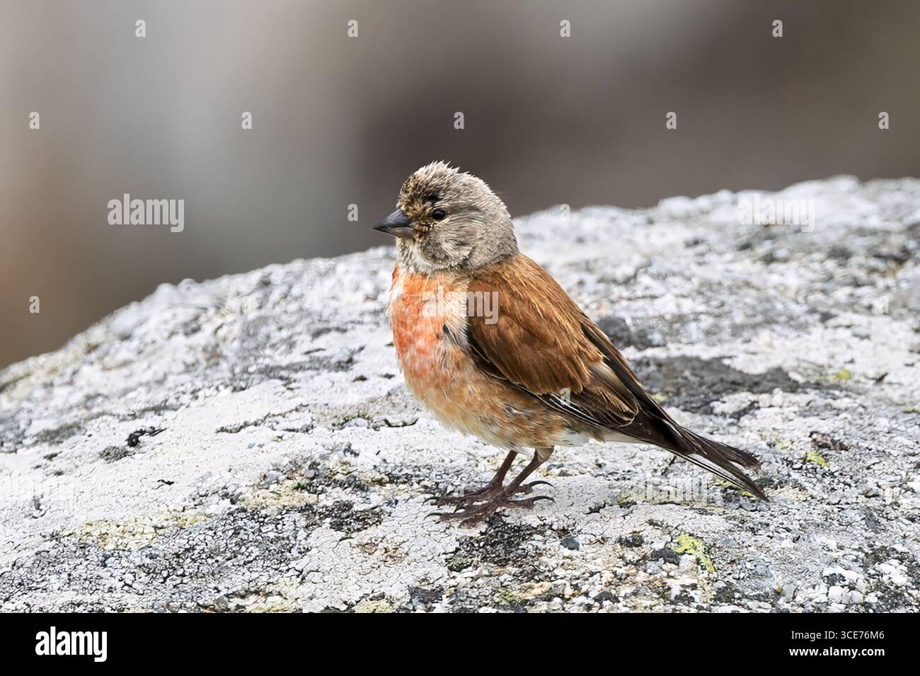 Common Linnet, uomo adulto, Capo Finisterre / Cabot Fisterra A Coruna, la Coruna, Spagna Foto Stock