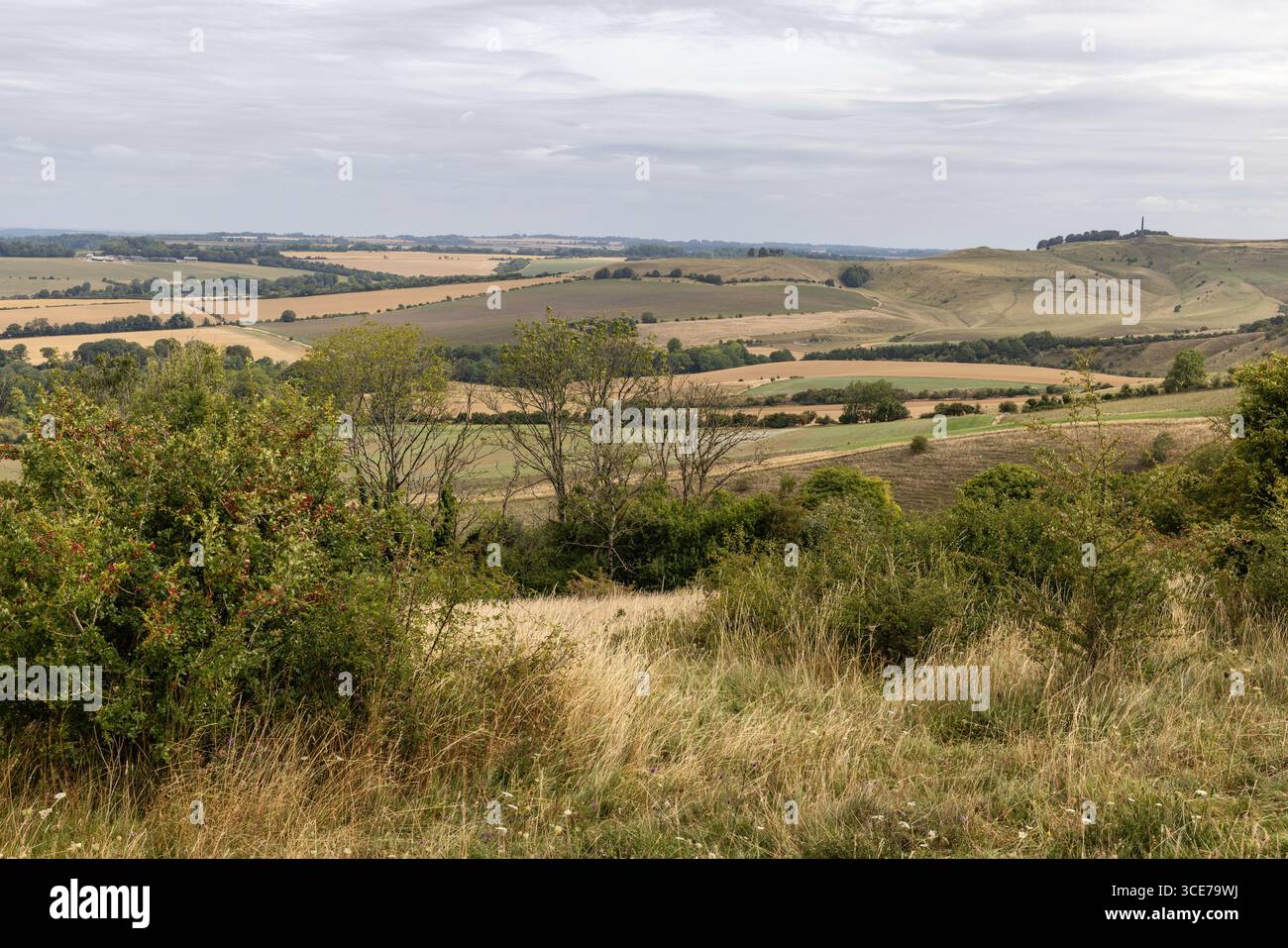 Vista sulla campagna del Wiltshire dalla cima di Morgans Hill, Wiltshire, Inghilterra, Regno Unito. Un sito di interesse scientifico speciale Foto Stock