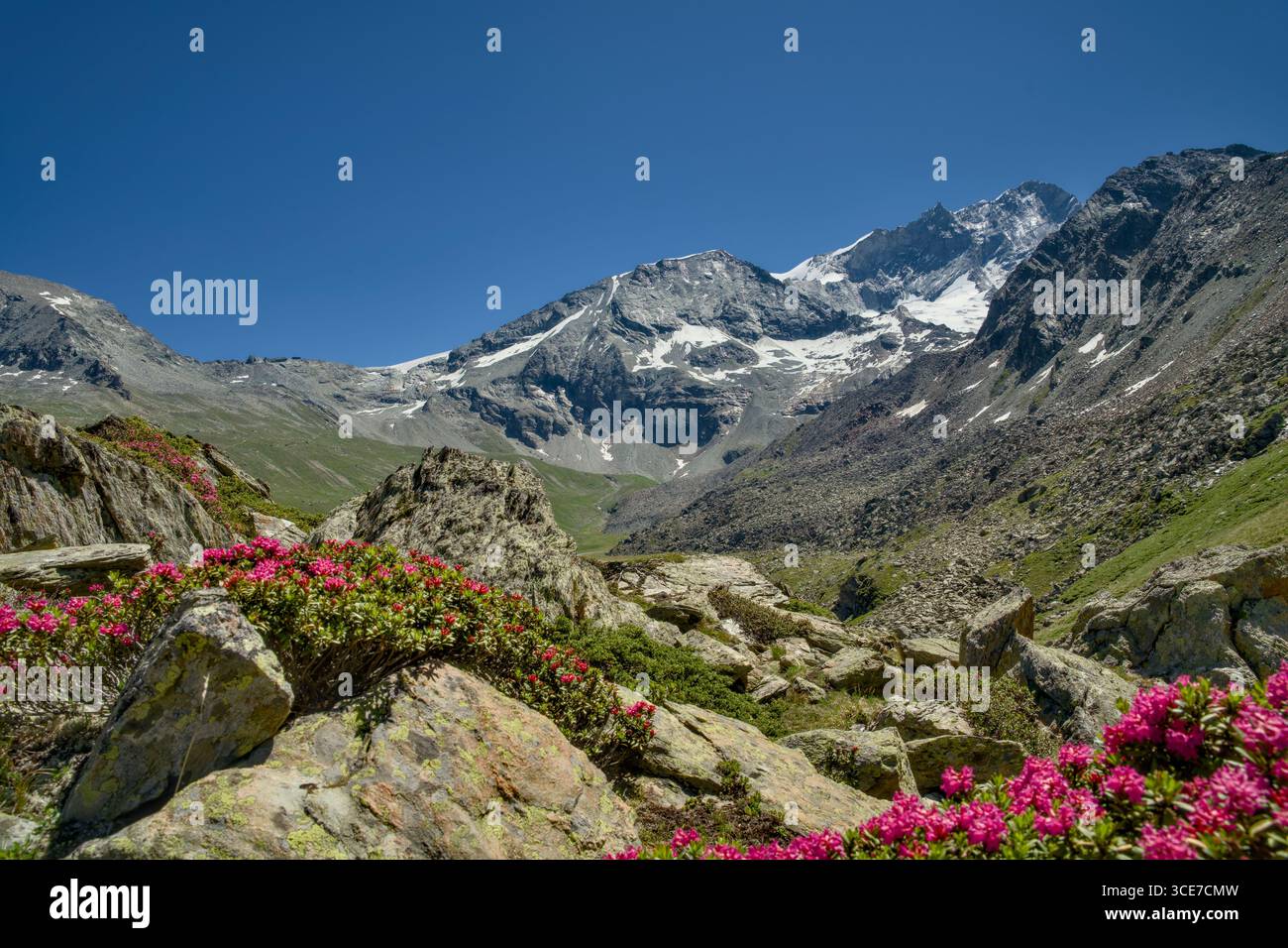 Fiore di rosa alpino in fiore. Vette innevate nelle Alpi svizzere, Val d'Anniviers, Canton Vallese, estate. Foto Stock