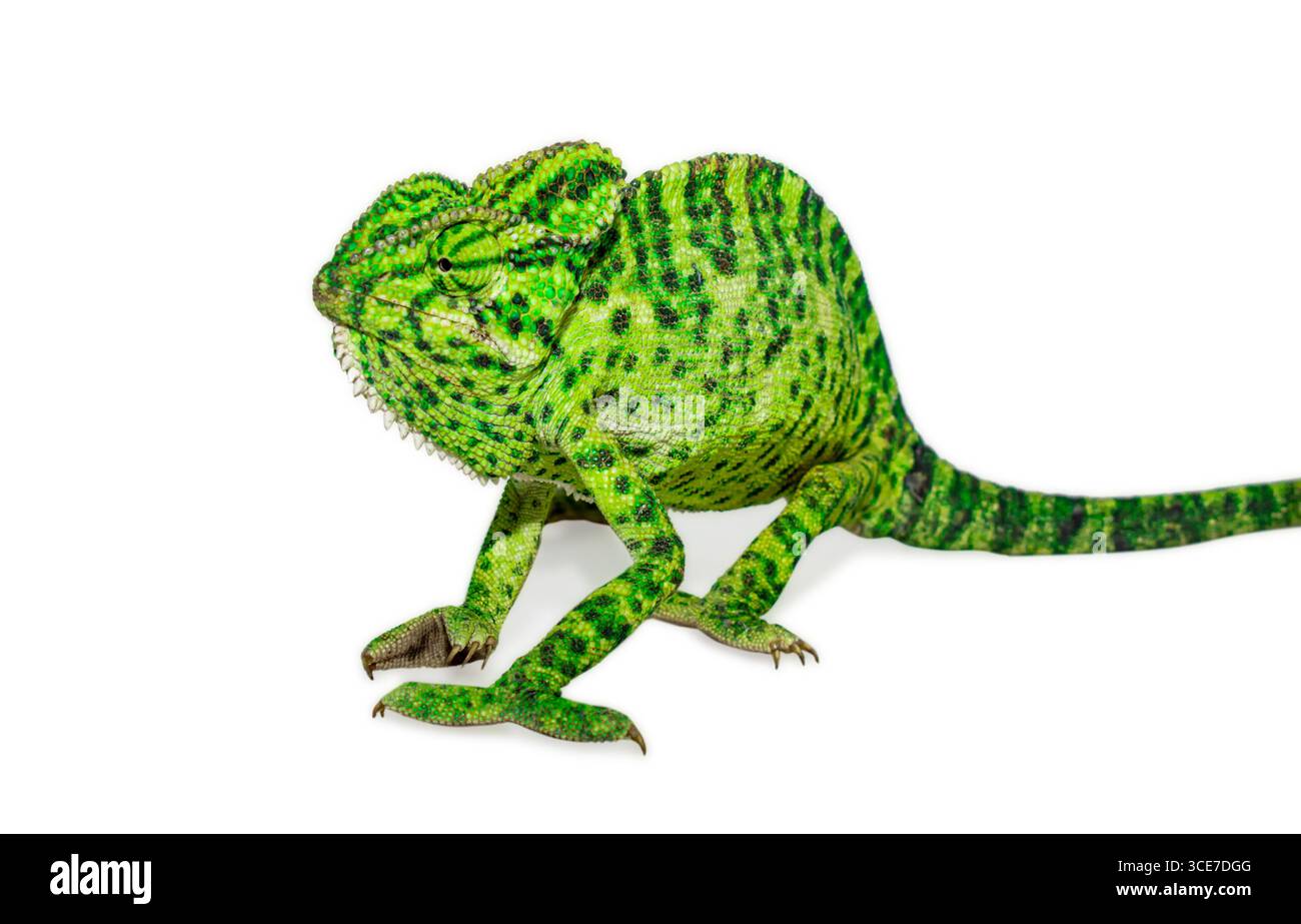 camaleonti (chamaeleonidae) isolati su sfondo bianco Foto Stock