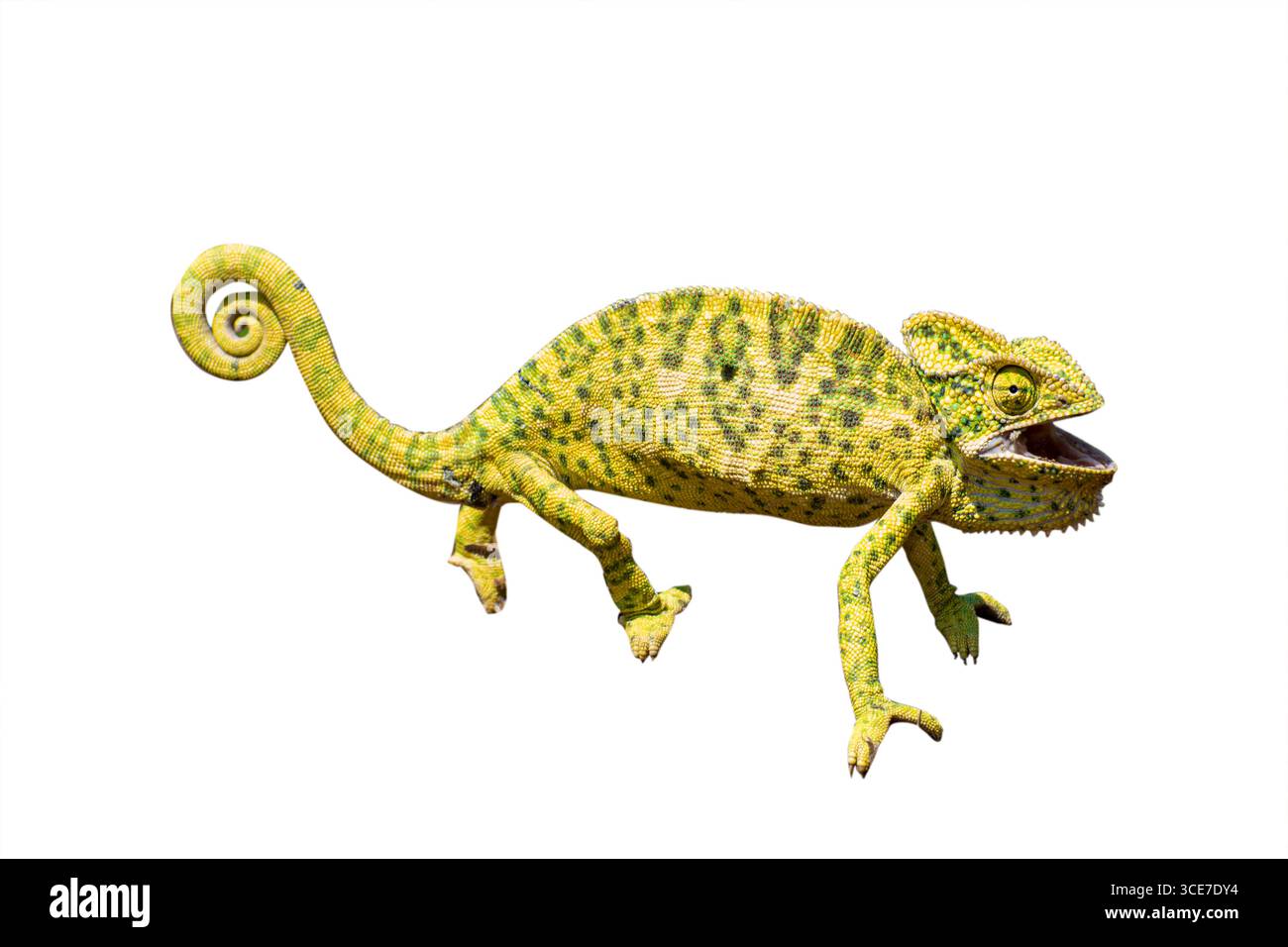 camaleonti (chamaeleonidae) isolati su sfondo bianco Foto Stock