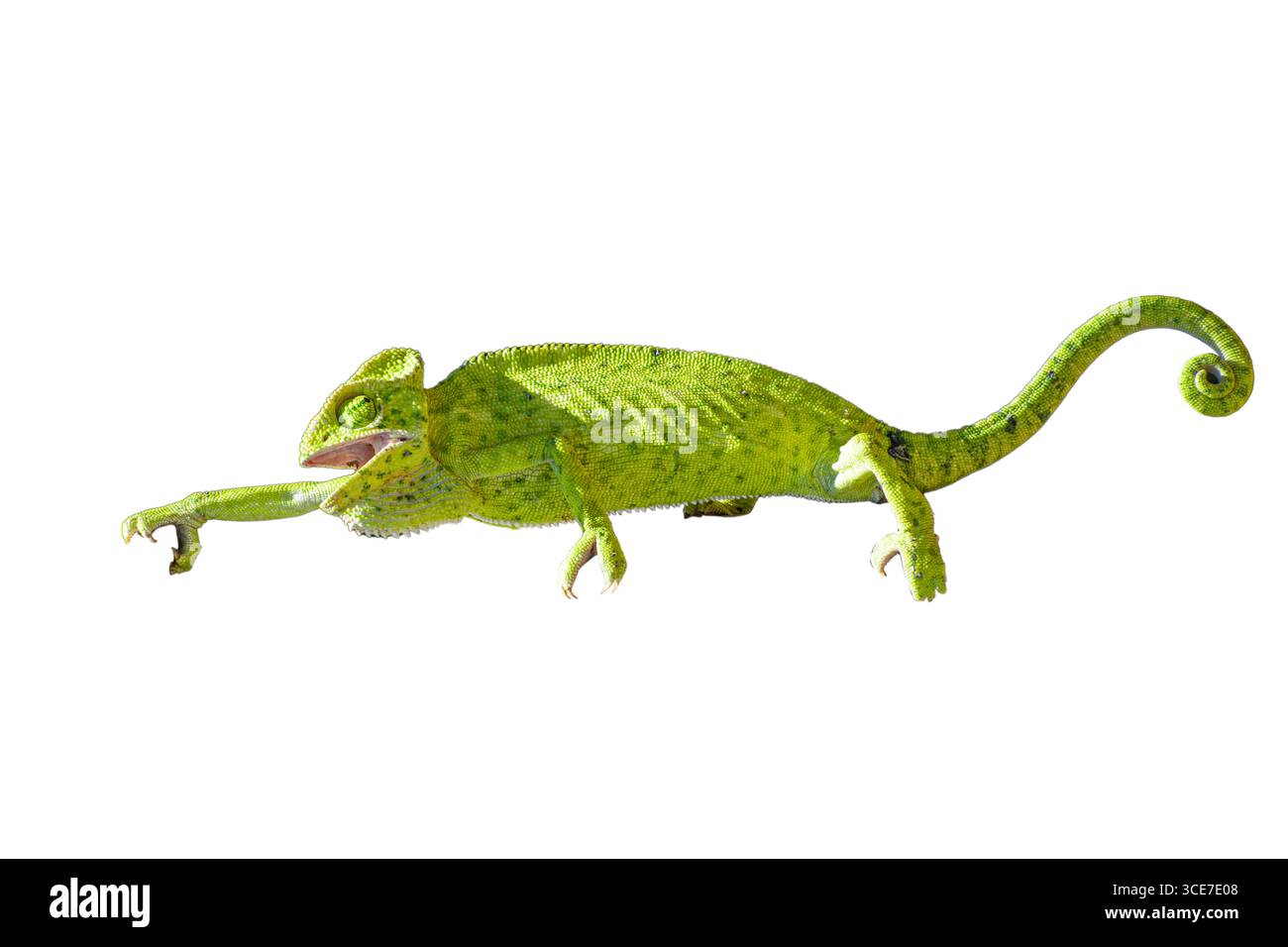 camaleonti (chamaeleonidae) isolati su sfondo bianco Foto Stock