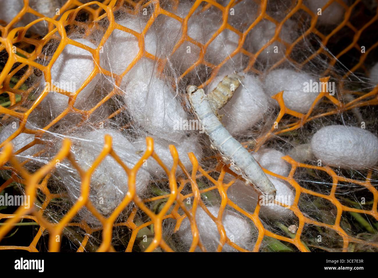 Silkworm Mulberry bombyx mori nel processo di produzione della seta durante la coonatura. Cocoons di seta per la produzione della seta Foto Stock