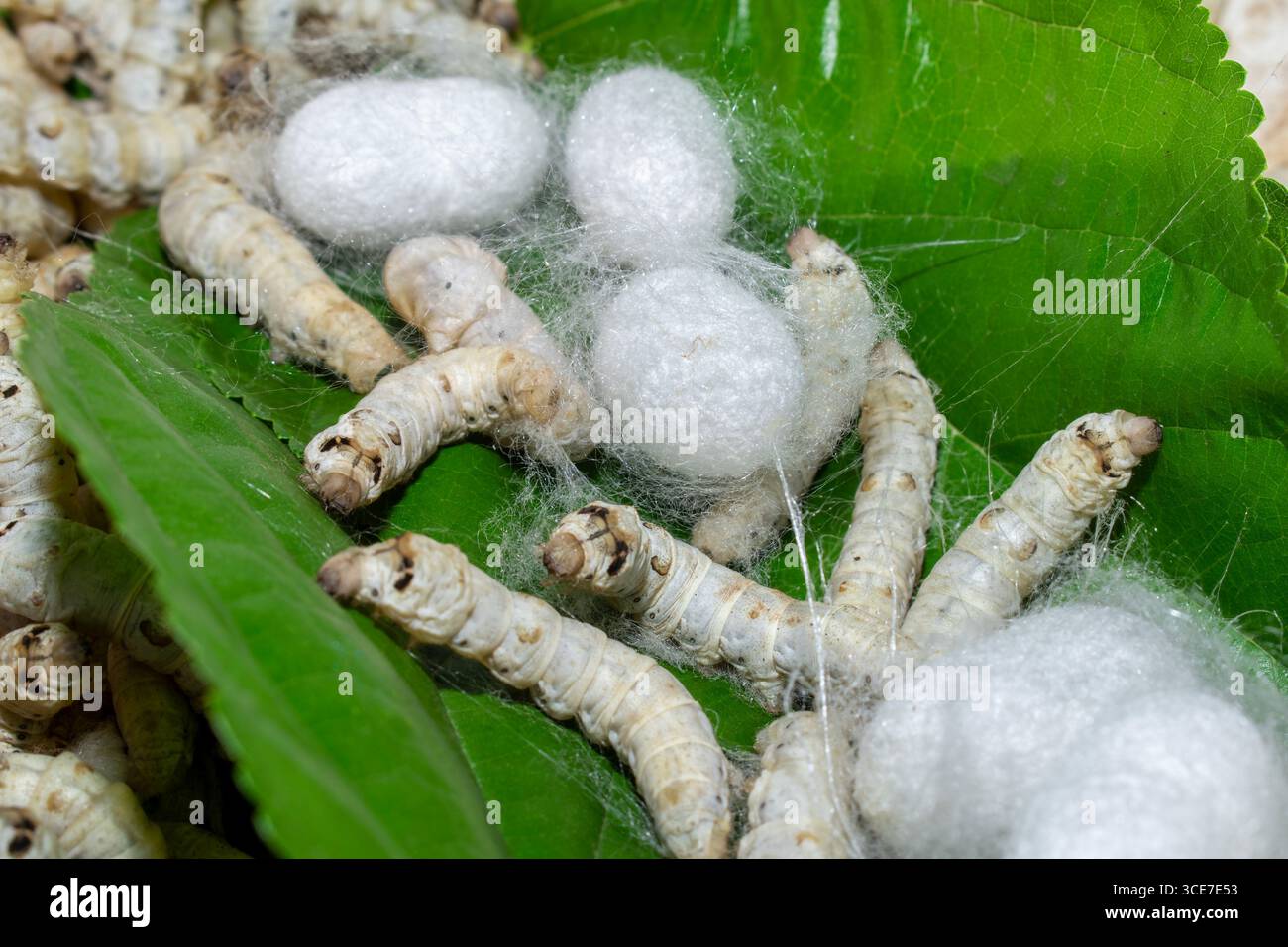 Silkworm Mulberry bombyx mori nel processo di produzione della seta durante la coonatura. Cocoons di seta per la produzione della seta Foto Stock