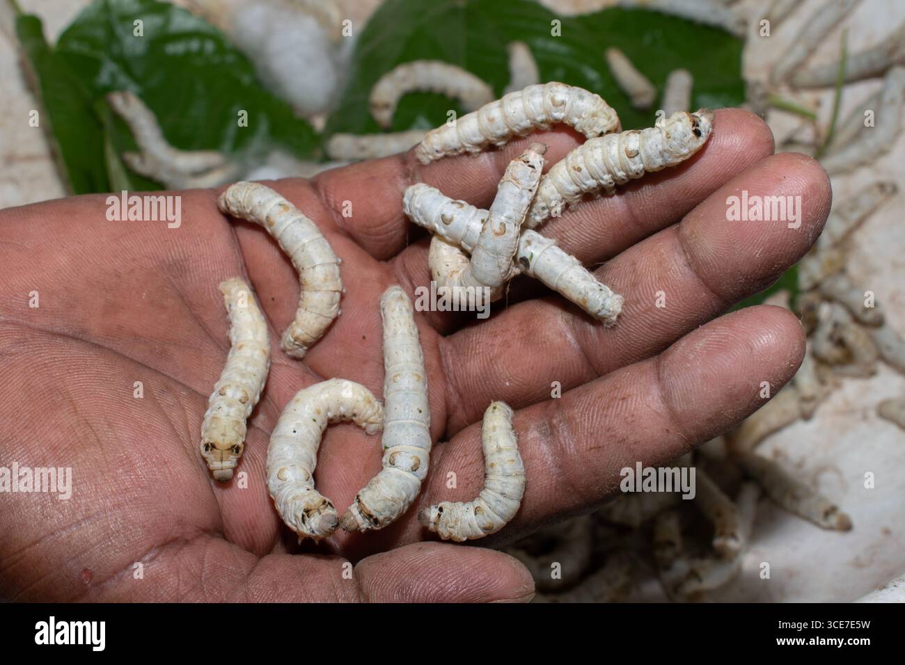 Silkworm Mulberry bombyx mori nel processo di produzione della seta durante la coonatura. Cocoons di seta per la produzione della seta Foto Stock