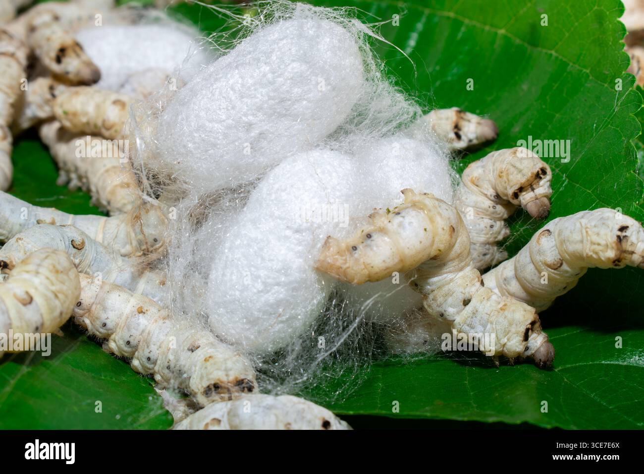 Silkworm Mulberry bombyx mori nel processo di produzione della seta durante la coonatura. Cocoons di seta per la produzione della seta Foto Stock