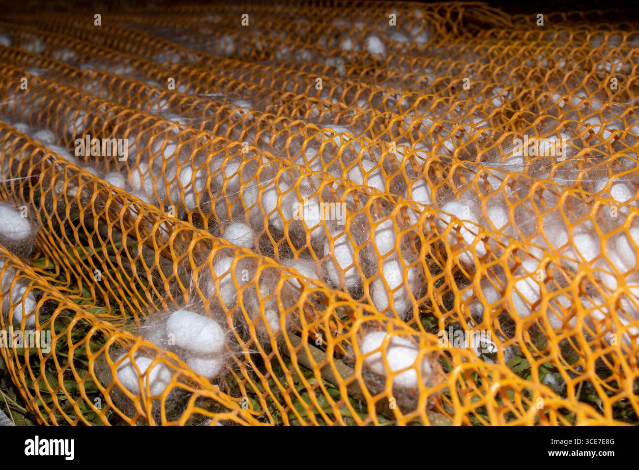 Silkworm Mulberry bombyx mori nel processo di produzione della seta durante la coonatura. Cocoons di seta per la produzione della seta Foto Stock