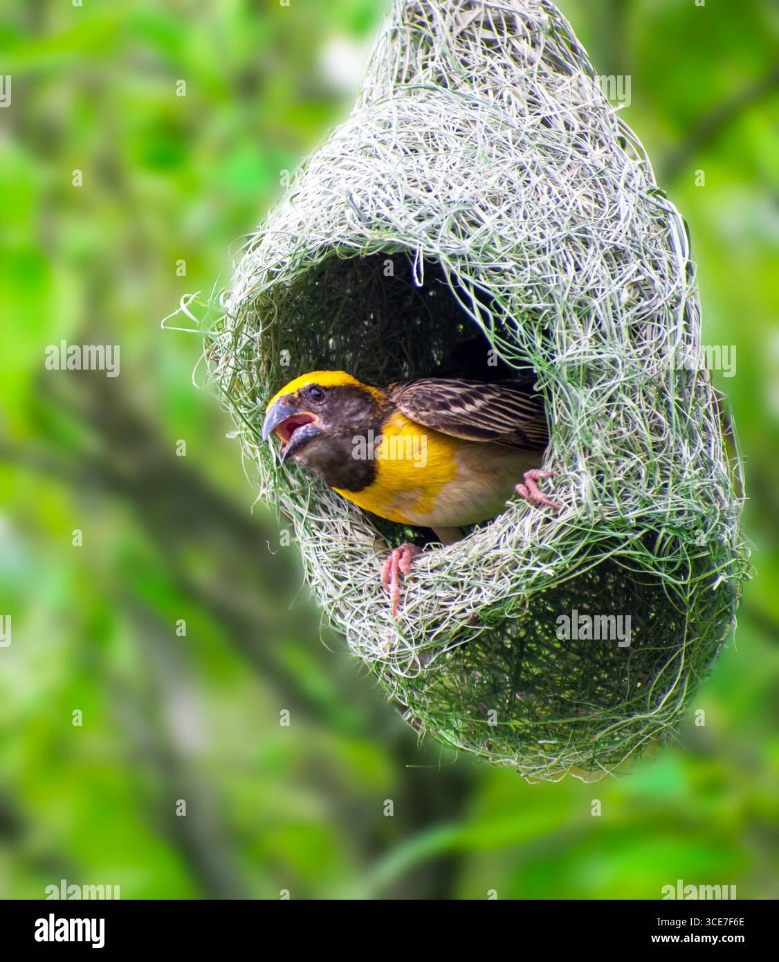 Baya weaver uccello (maschio) che costruisce il suo nido in pieno svolgimento. Il colore giallo brillante rende questo uccello attraente e accattivante. Foto Stock
