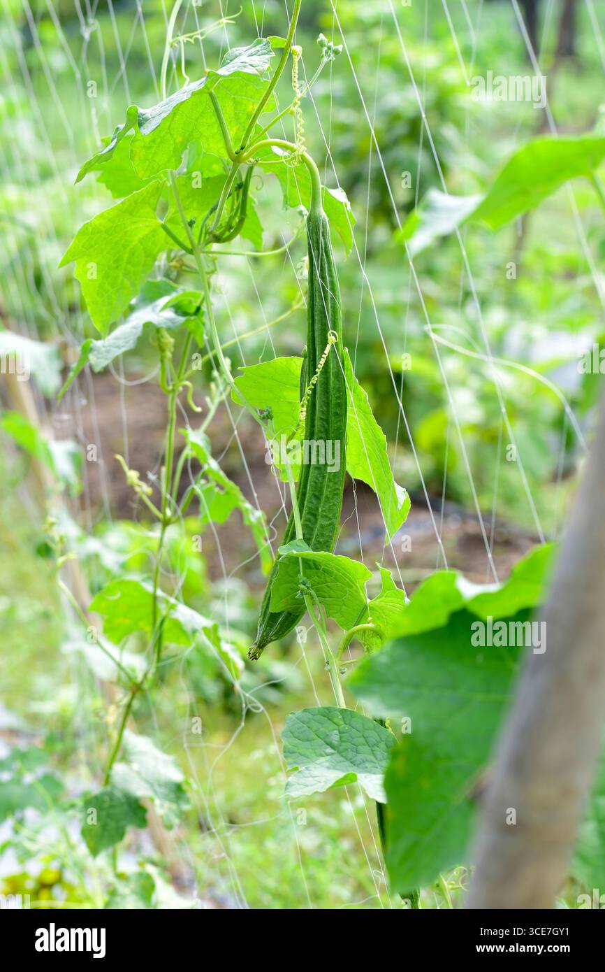 Gourd angled fresco, verdure di gala Ridge su vite in fattoria Foto Stock