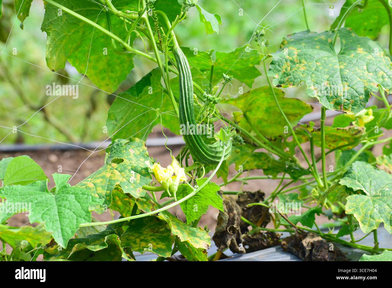 Gourd angled fresco, verdure di gala Ridge su vite in fattoria Foto Stock