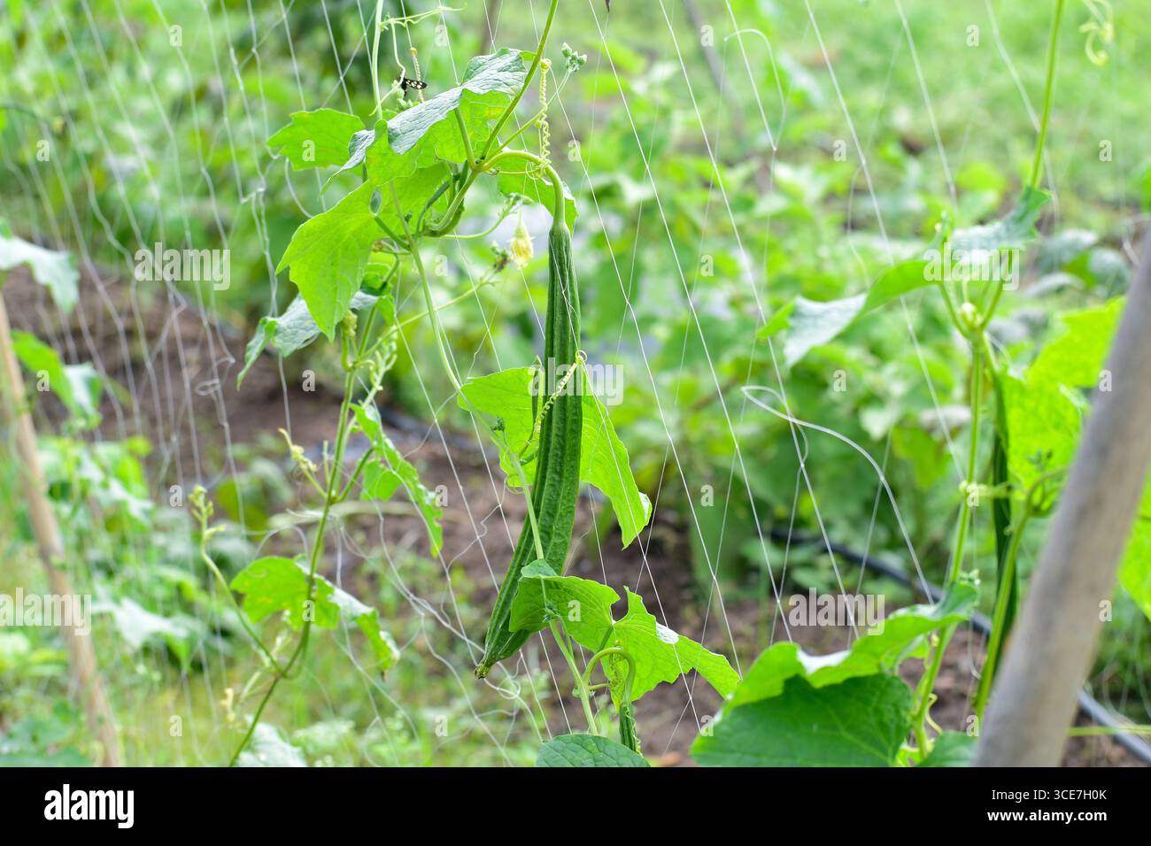 Gourd angled fresco, verdure di gala Ridge su vite in fattoria Foto Stock