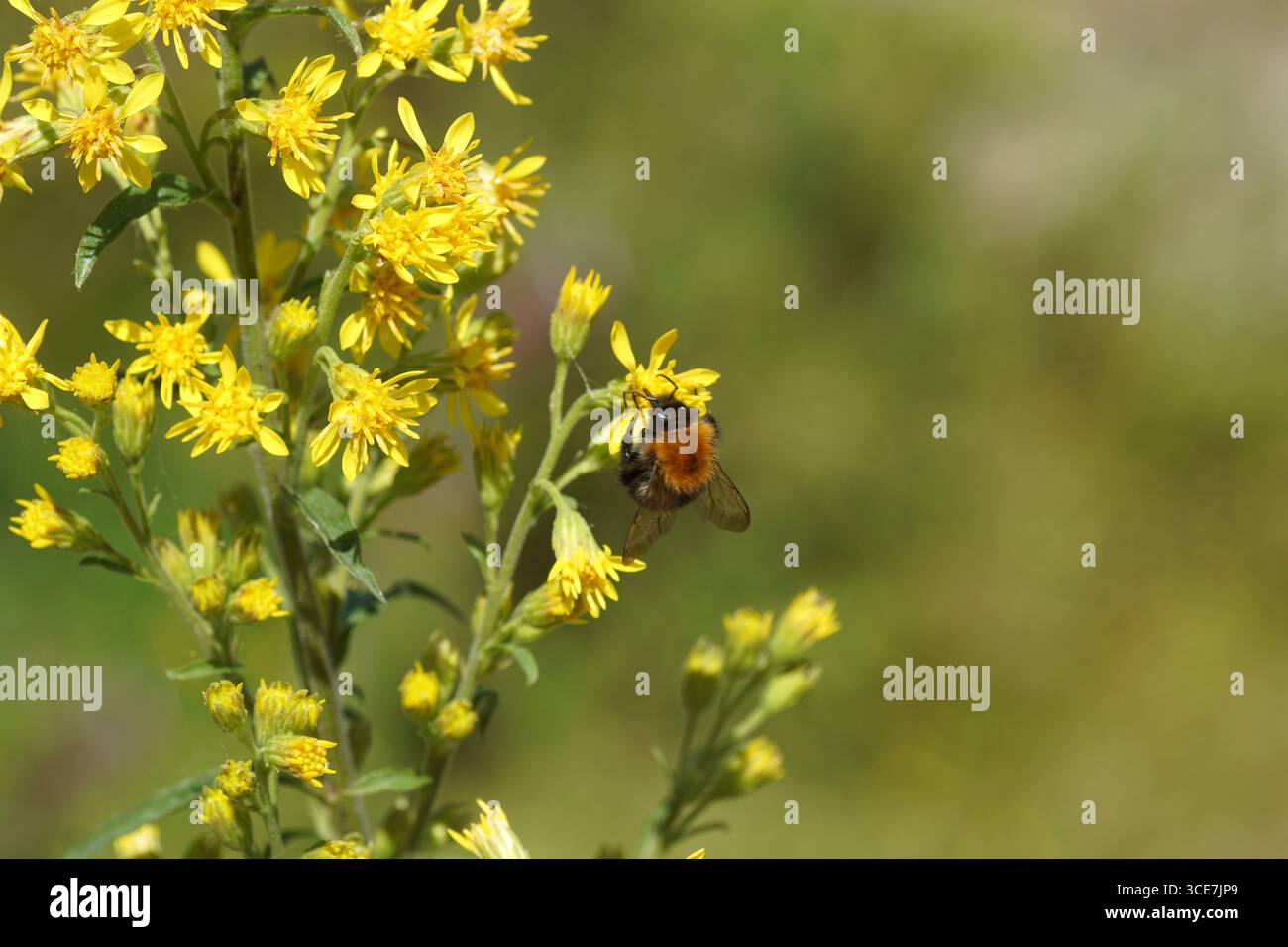 Bumblebee (Bombus pascuorum) su fiori gialli di canna d'oro europea, woundwort (Solidago virgaurea). Paesi Bassi, estate, agosto Foto Stock
