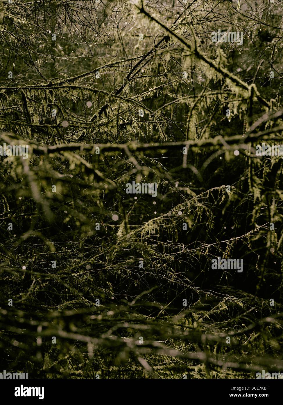 Un muschio umido carico di umidità con gocce d'acqua, sfondo naturale nel bosco con messa a fuoco minima Foto Stock