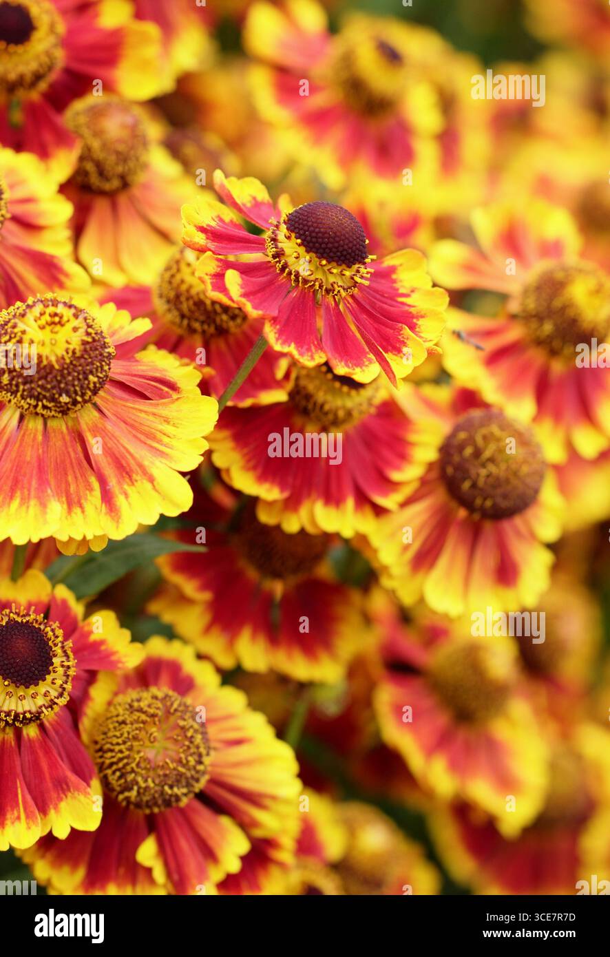 Helenium "Biedermeier". Fiori d'arancio starnuti con punta gialla in un bordo erbaceo a fine estate. REGNO UNITO Foto Stock