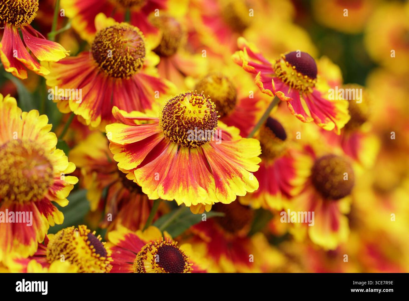 Helenium "Biedermeier". Fiori d'arancio starnuti con punta gialla in un bordo erbaceo a fine estate. REGNO UNITO Foto Stock