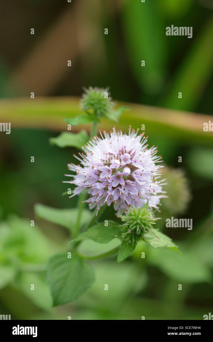 Menta d'acqua Mentha aquatica, profumata pianta perenne di habitat umido o umido foglie ovali dentate e fiori rosa lilla oli essenziali nelle foglie Foto Stock