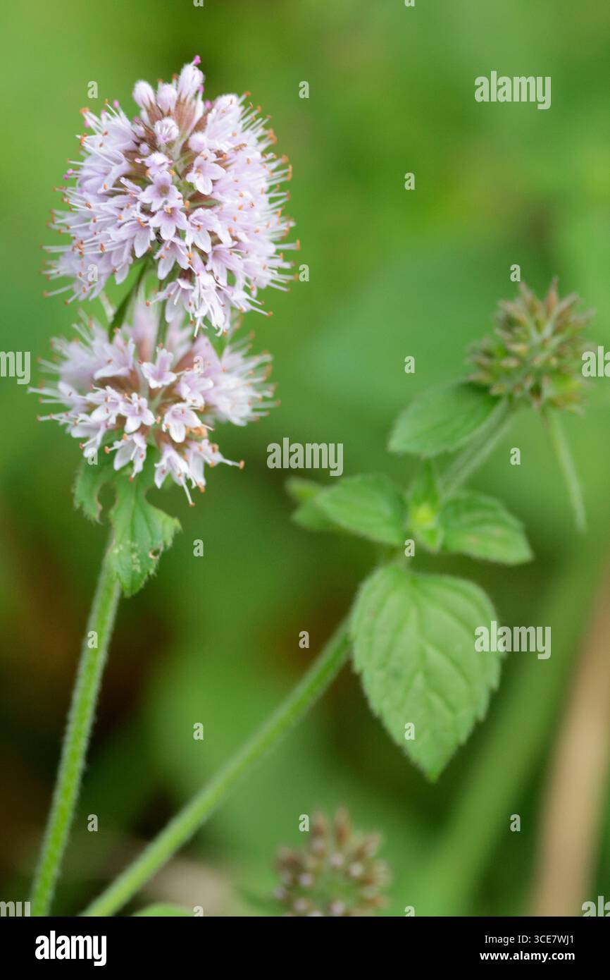 Menta d'acqua Mentha aquatica, profumata pianta perenne di habitat umido o umido foglie ovali dentate e fiori rosa lilla oli essenziali nelle foglie Foto Stock