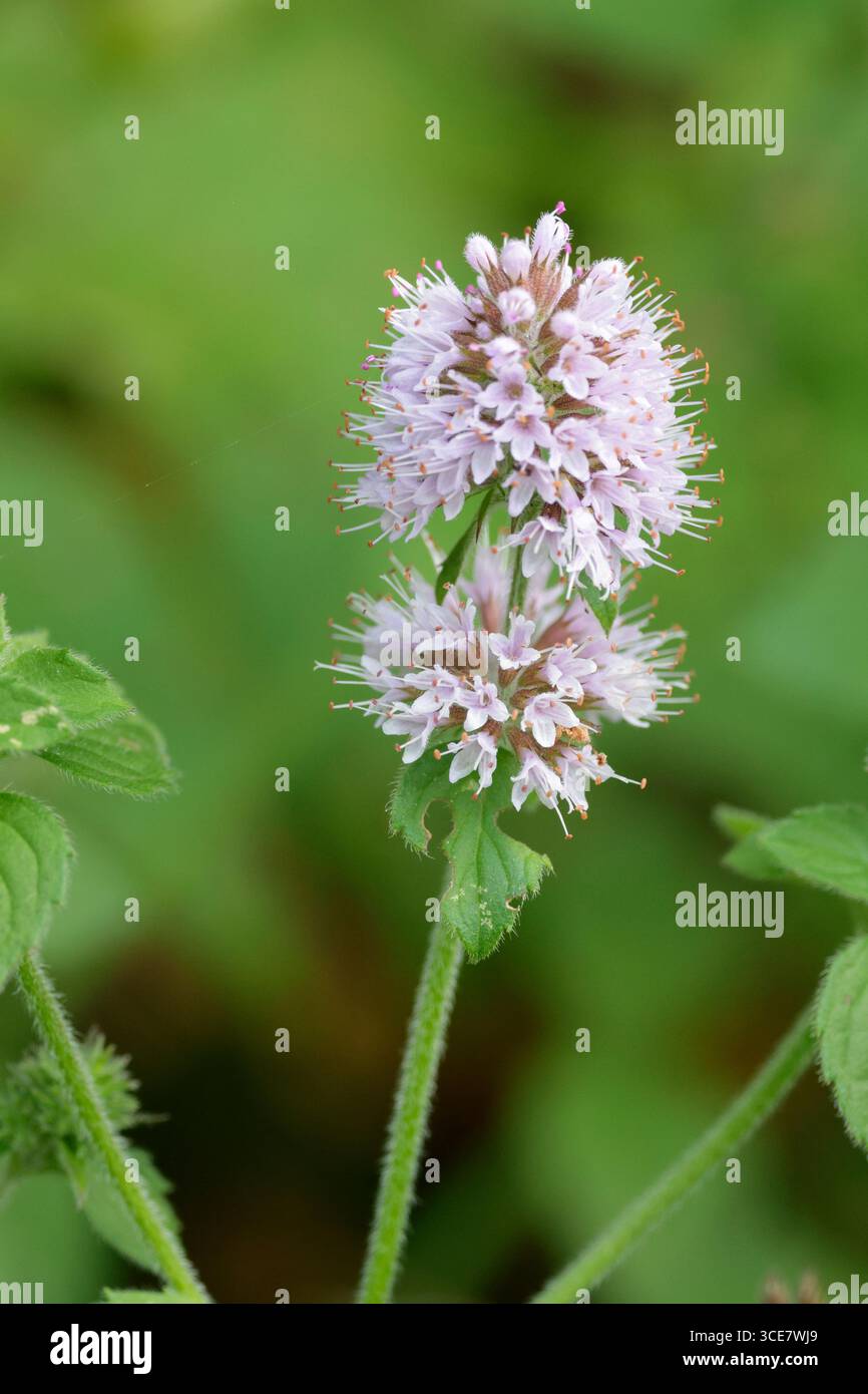 Menta d'acqua Mentha aquatica, profumata pianta perenne di habitat umido o umido foglie ovali dentate e fiori rosa lilla oli essenziali nelle foglie Foto Stock
