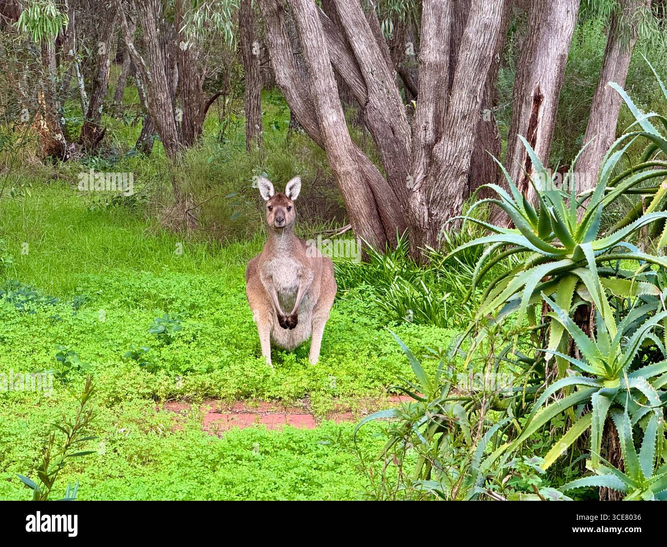 Canguro in un giardino a Margaret River nell'Australia Occidentale Foto Stock