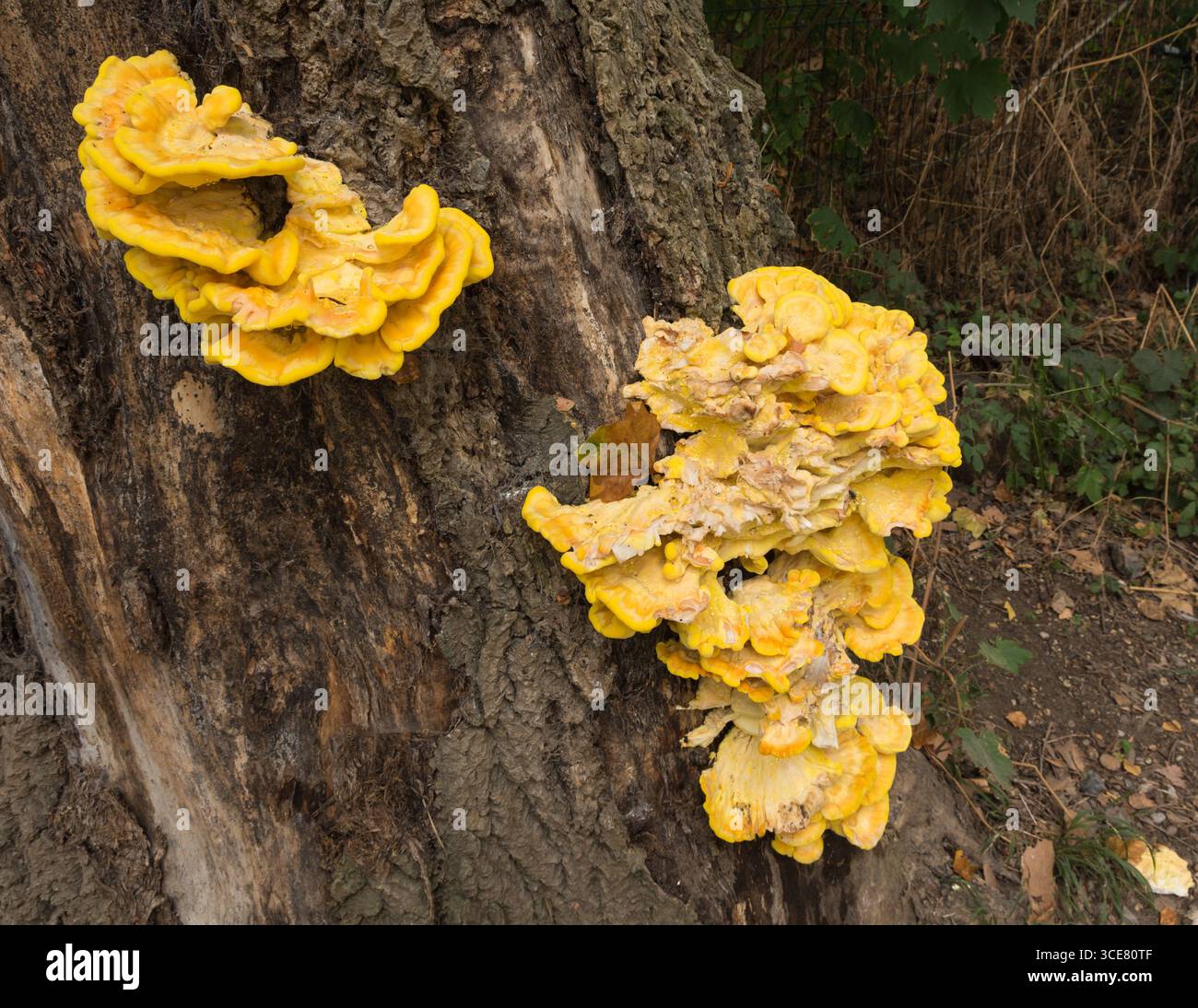 Un grande e colorato fungo Laetiporus o pollo dei boschi su un albero di quercia in Inghilterra Foto Stock
