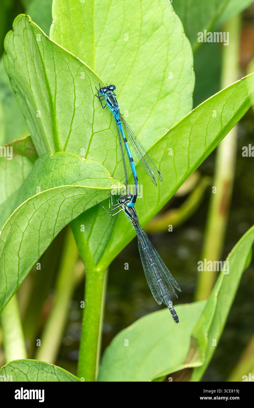 La damigella azzurra si accoppia prima di deporre le uova sott'acqua, che fa parte del suo ciclo di vita riproduttivo nell'ecosistema naturale degli insetti, le damigelle nat Foto Stock