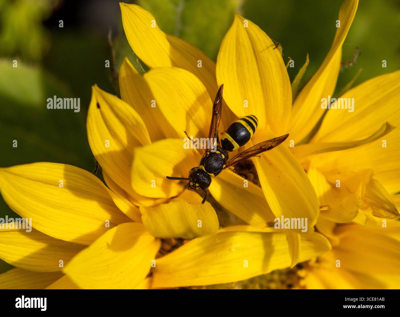 Anthrocerus Wasp su girasole Foto Stock