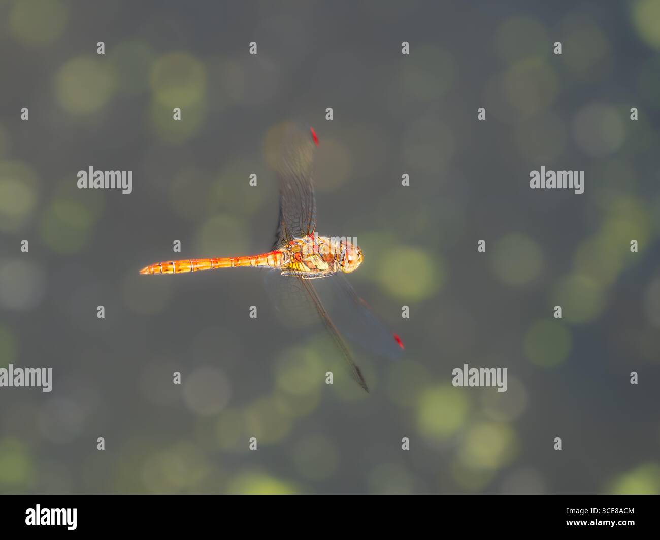 Adulto maschio comune darter libellula, Sympetrum striolatum, in volo pattugliando un territorio lungolago in un giardino del Devon, Regno Unito Foto Stock
