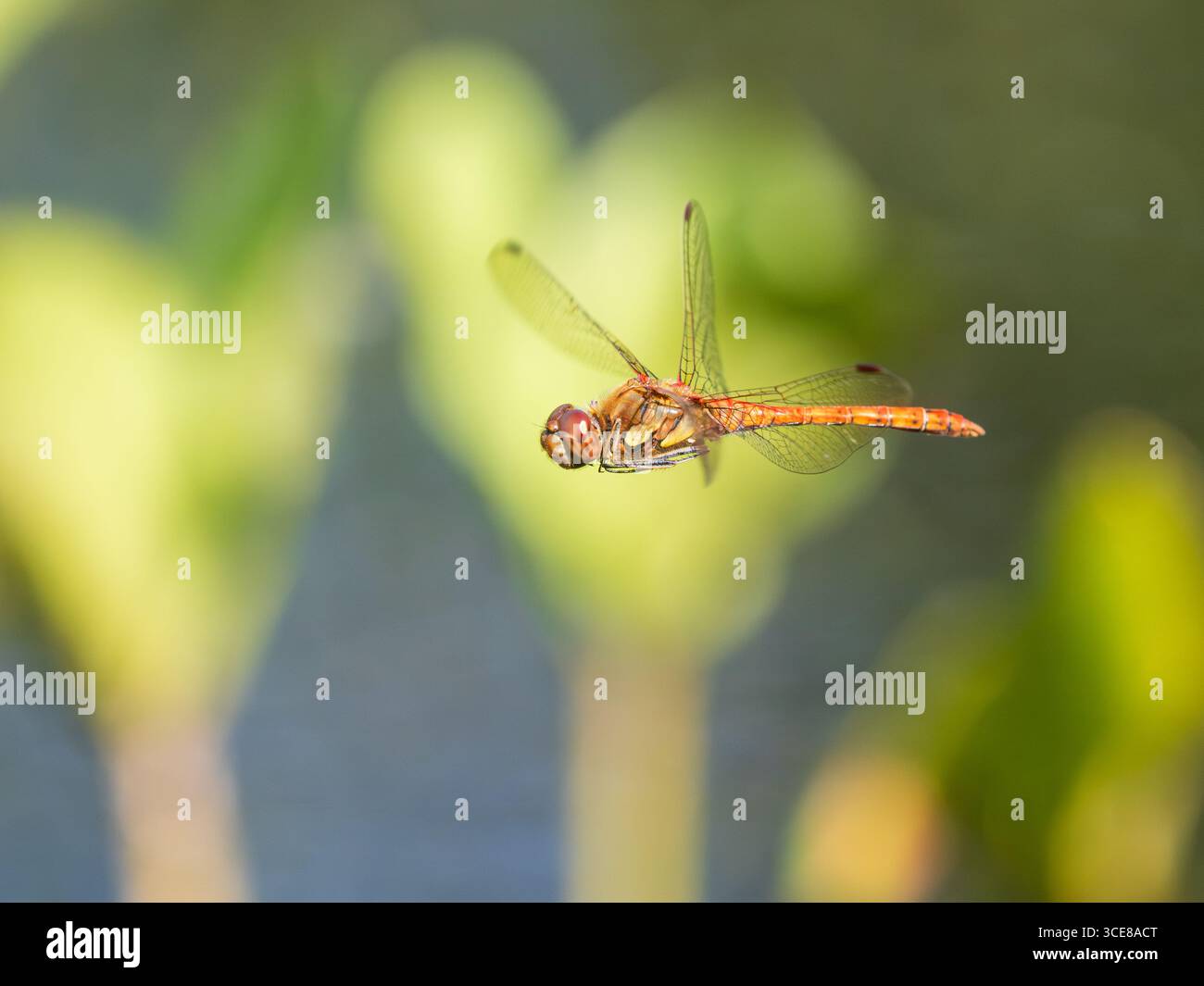 Adulto maschio comune darter libellula, Sympetrum striolatum, in volo pattugliando un territorio lungolago in un giardino del Devon, Regno Unito Foto Stock