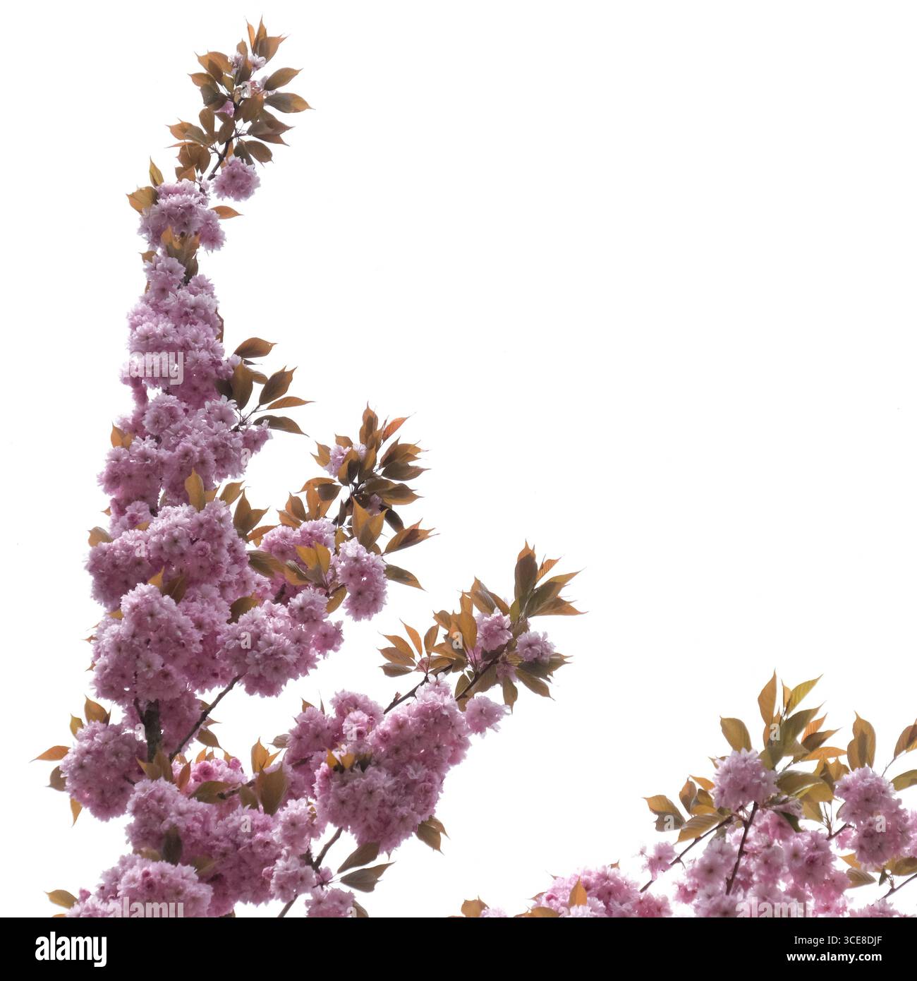 Un ramo di un ciliegio rosa in fiore su uno sfondo di cielo bianco e nuvoloso. Foto Stock
