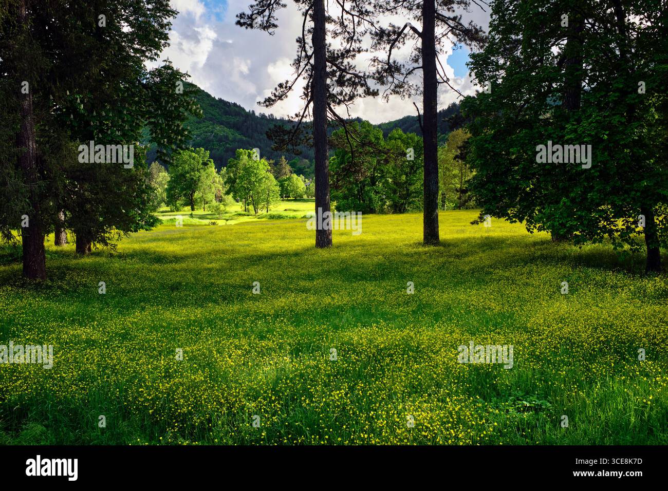 Alberi nel prato selvatico, Cetinje, montenegro Foto Stock