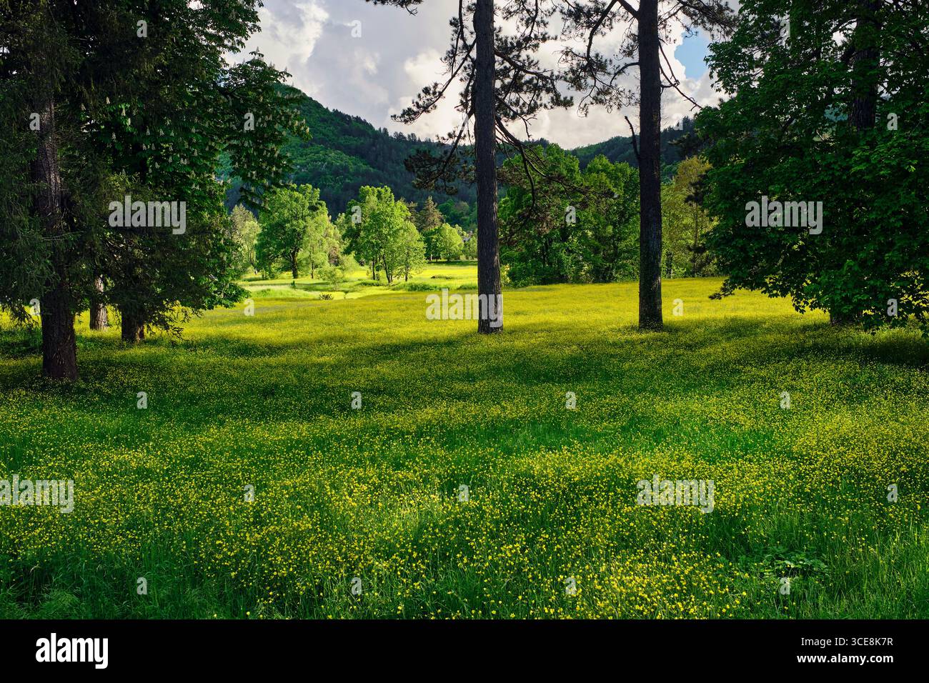 Alberi nel prato selvatico, Cetinje, montenegro Foto Stock