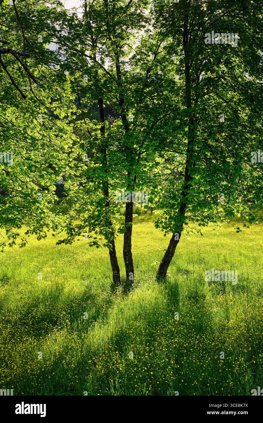 Alberi nel prato selvatico, Cetinje, montenegro Foto Stock