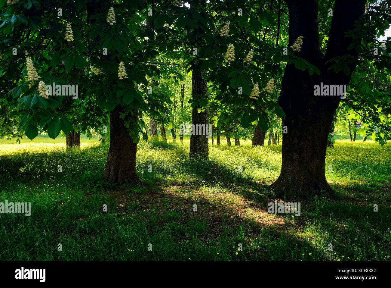 Alberi nel prato selvatico, Cetinje, montenegro Foto Stock