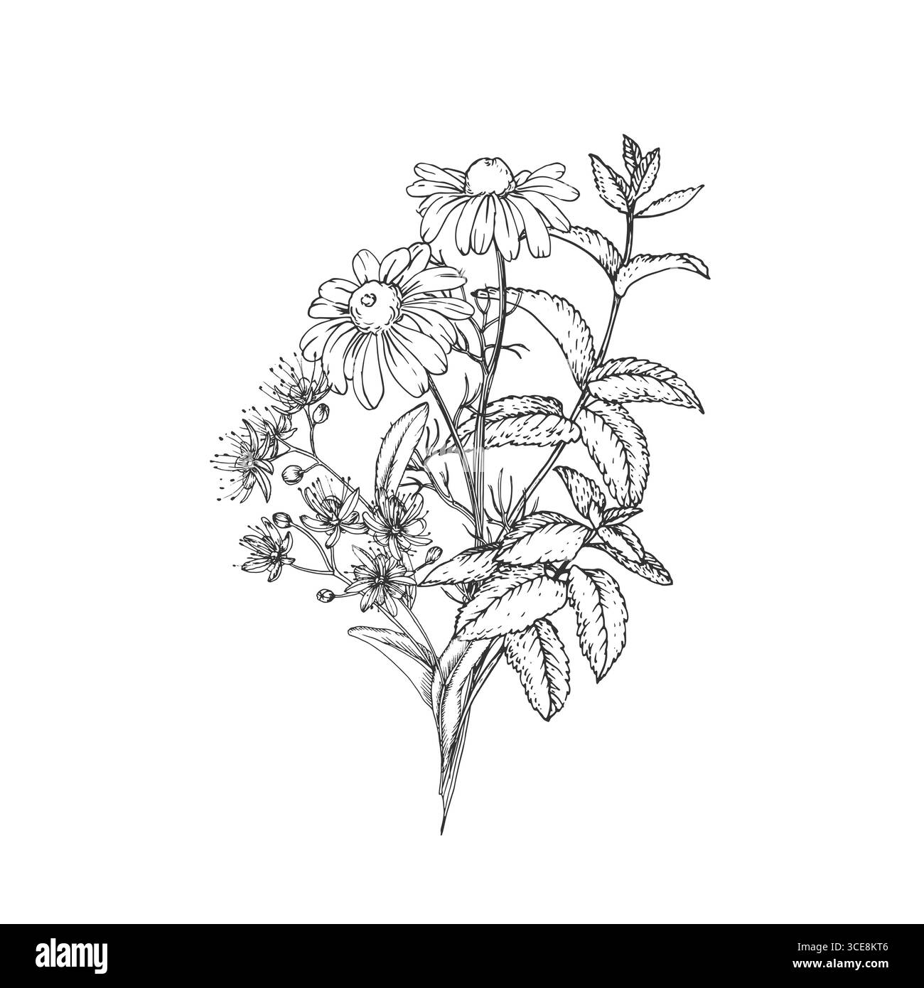 Illustrazione vettoriale delle erbe da tè calmanti disegnata a mano con inchiostro. Immagine grafica con camomilla, tiglio, menta Illustrazione Vettoriale