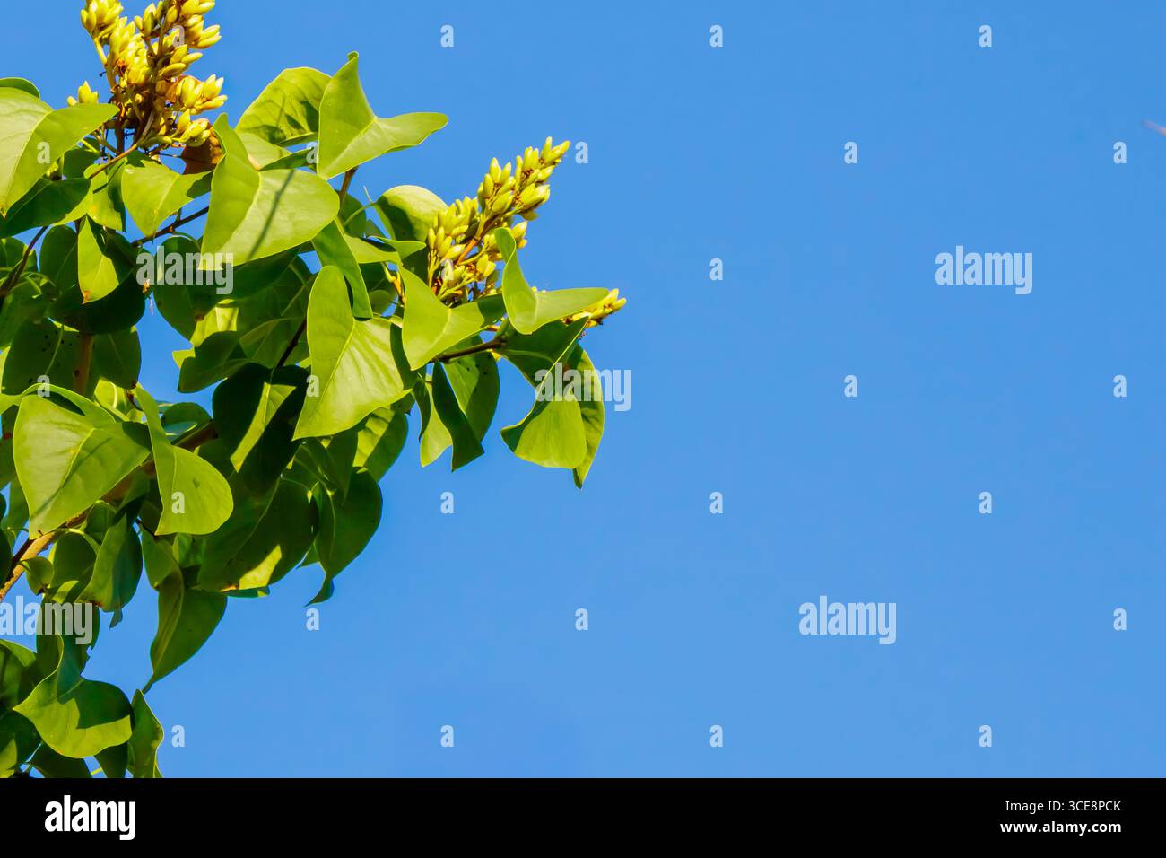 Il lussureggiante fogliame verde mostra vibranti boccioli di fiori gialli sotto l'ampio cielo blu, creando un'atmosfera tranquilla in un ambiente naturale durante il da Foto Stock