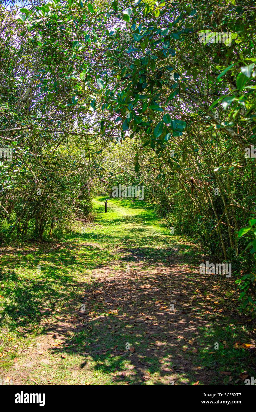 Una vista vibrante di vegetazione lussureggiante e rami d'albero che raggiungono il cielo, catturando l'essenza della natura a Villeta, Cundinamarca, Colombia. Foto Stock
